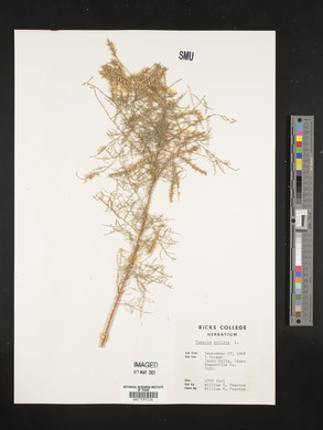 Tamarix gallica image