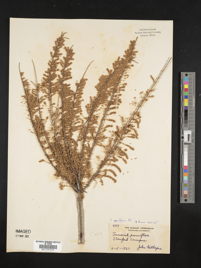 Tamarix parviflora image