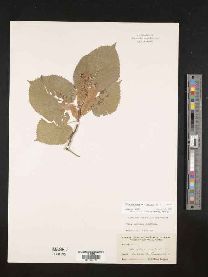 Tilia americana var. mexicana image