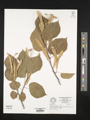 Tilia americana var. caroliniana image