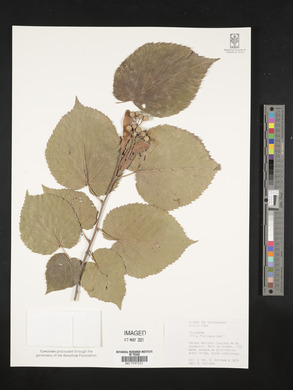 Tilia americana var. caroliniana image