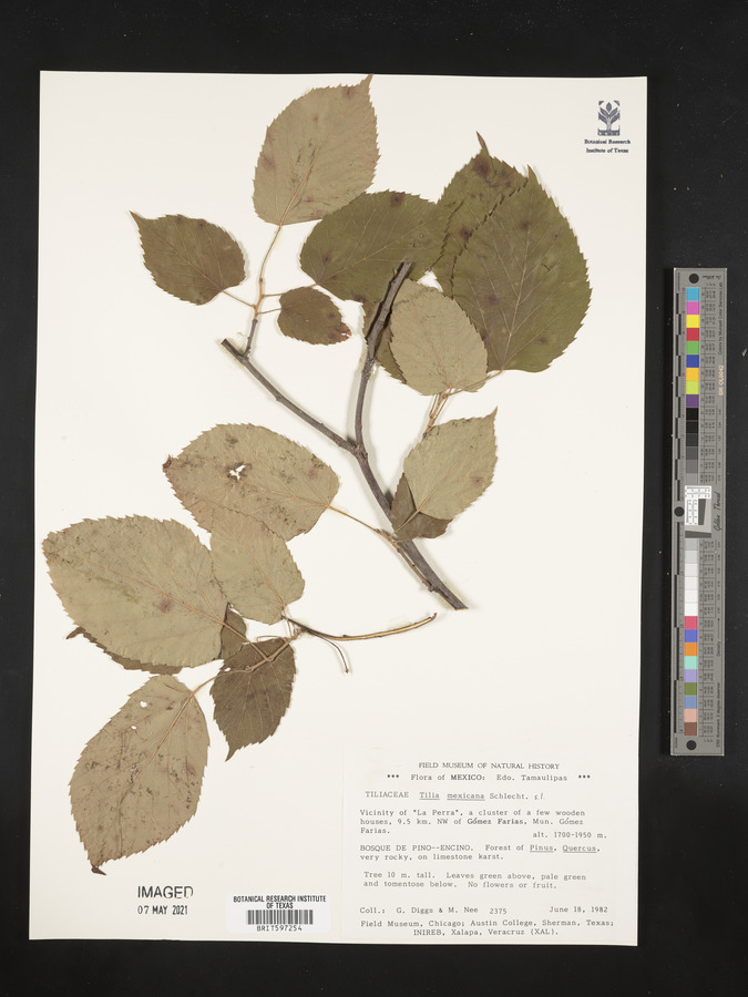 Tilia mexicana image