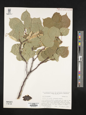 Tilia chinensis image