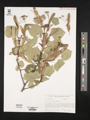 Tilia cordata image