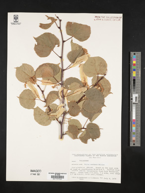 Tilia cordata image