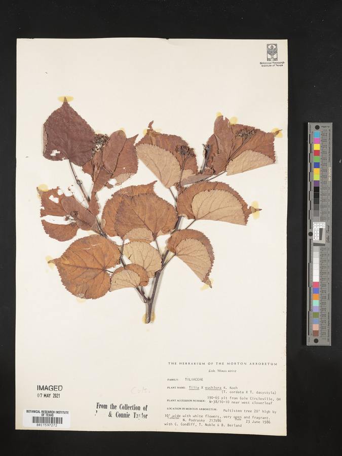 Tilia x euchlora image