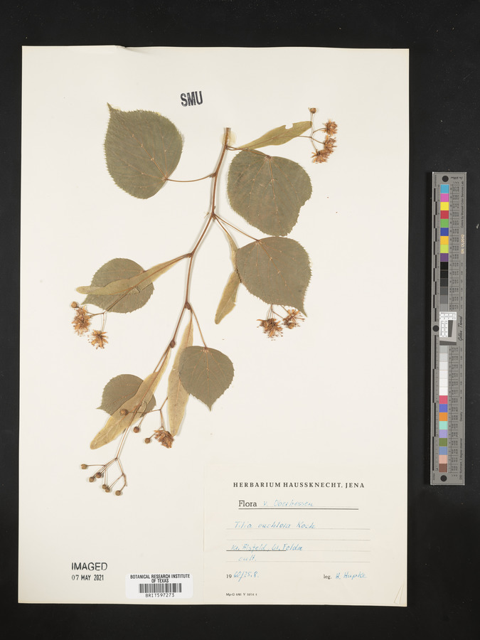 Tilia euchlora image