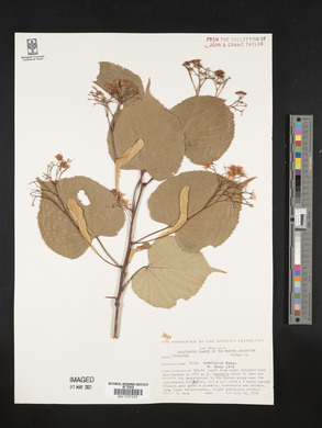 Tilia insularis image