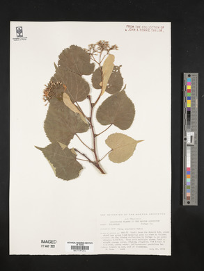 Tilia insularis image