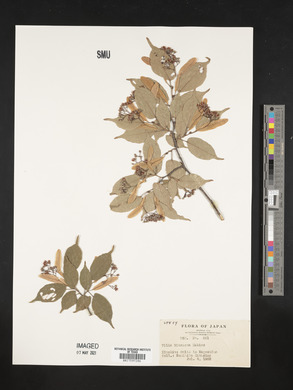 Tilia kiusiana image