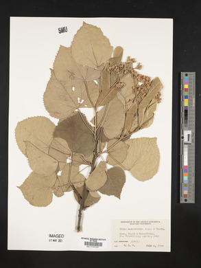 Tilia mandshurica image