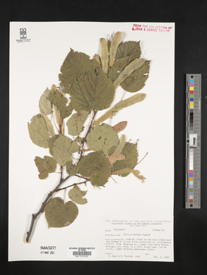 Tilia x moltkei image