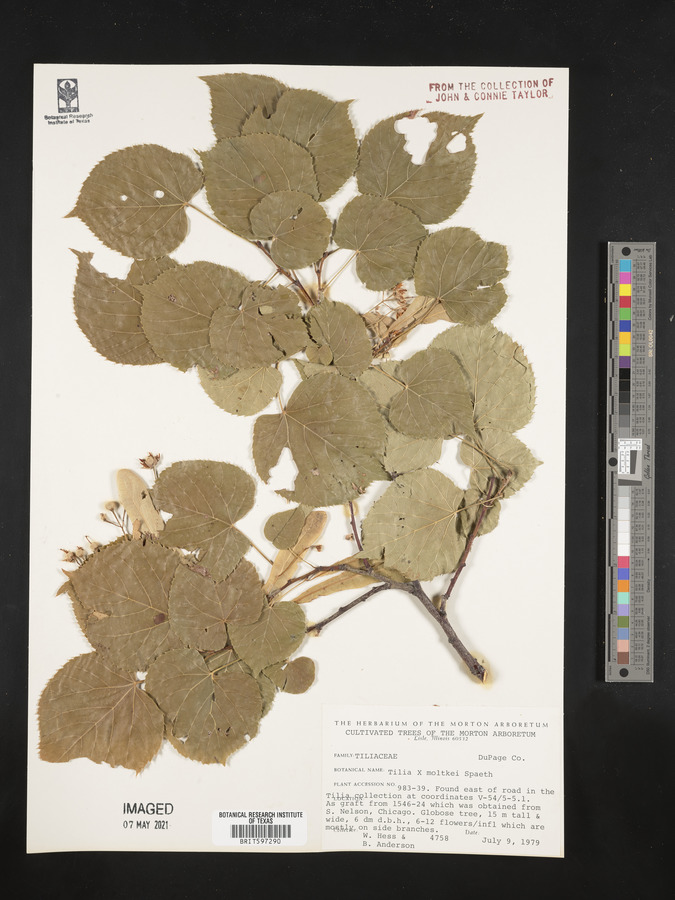 Tilia x moltkei image