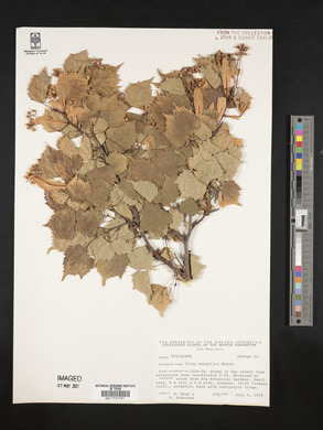 Tilia mongolica image