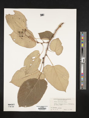 Tilia monticola image