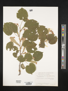 Tilia petiolaris image