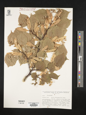 Tilia platyphyllos image