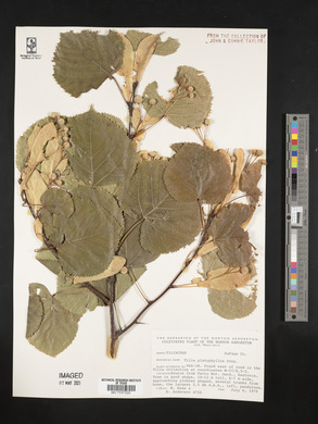 Tilia platyphyllos image