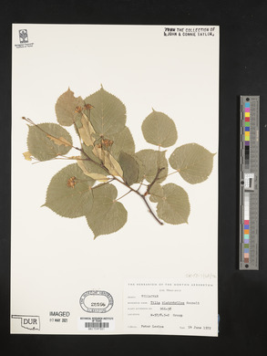 Tilia platyphyllos image