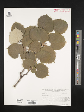 Tilia tomentosa image