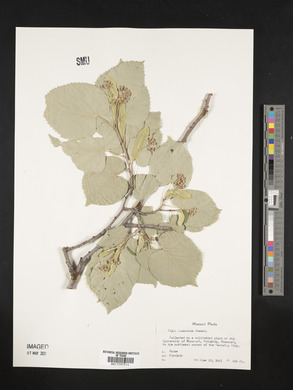 Tilia tomentosa image