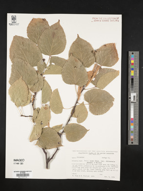 Tilia tuan image