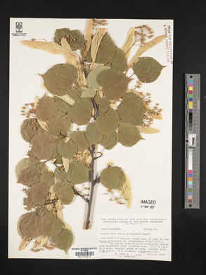 Tilia x vulgaris image