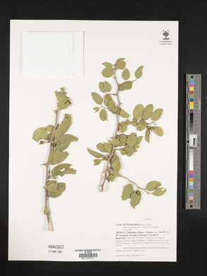 Celtis iguanaea image