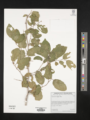 Celtis iguanaea image