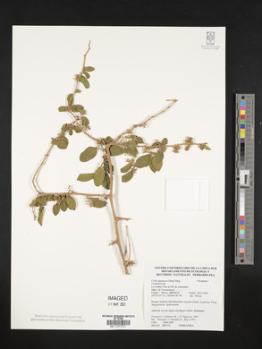 Celtis iguanaea image