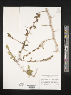 Celtis iguanaea image