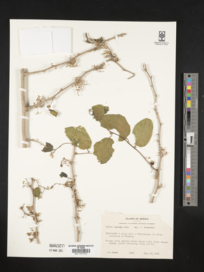 Celtis iguanaea image