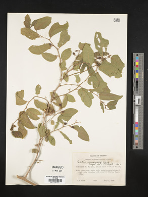 Celtis iguanaea image