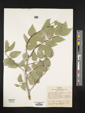 Celtis mississippiensis image