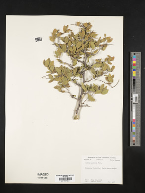 Celtis pallida image