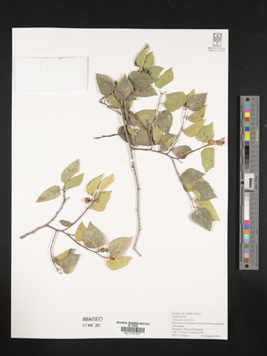 Celtis reticulata image