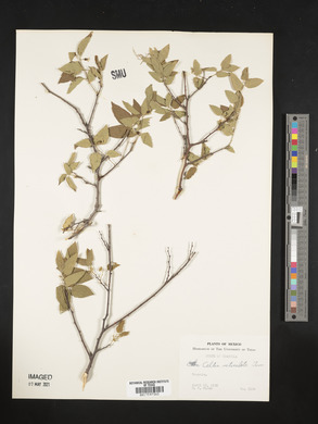 Celtis reticulata image