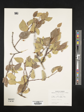 Celtis reticulata image