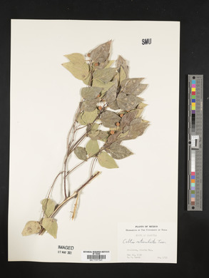 Celtis reticulata image