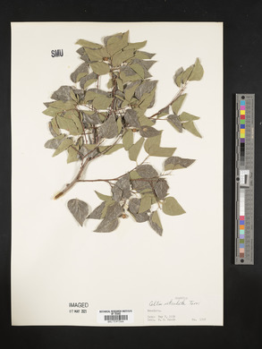 Celtis reticulata image