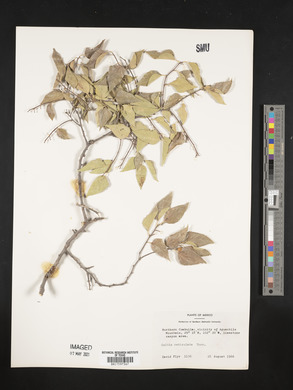 Celtis reticulata image