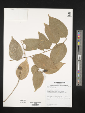 Celtis schippii image