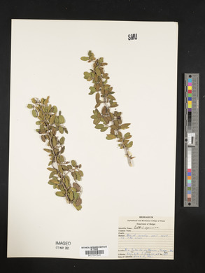 Celtis spinosa image