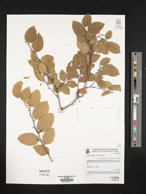 Celtis pubescens image