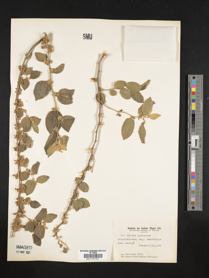 Celtis pubescens image