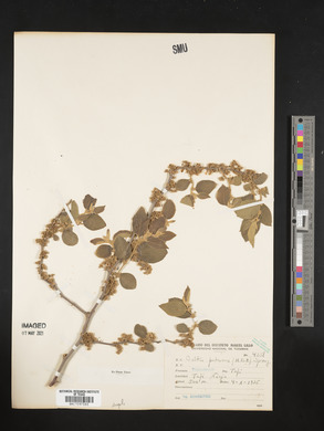 Celtis pubescens image