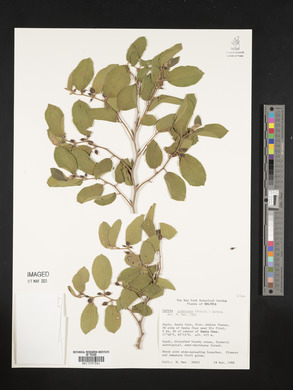 Celtis pubescens image