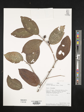 Celtis iguanaea image