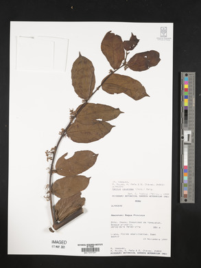 Celtis iguanaea image