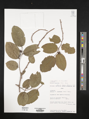 Celtis iguanaea image